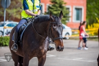 Valsts policijas dienesta zirgs